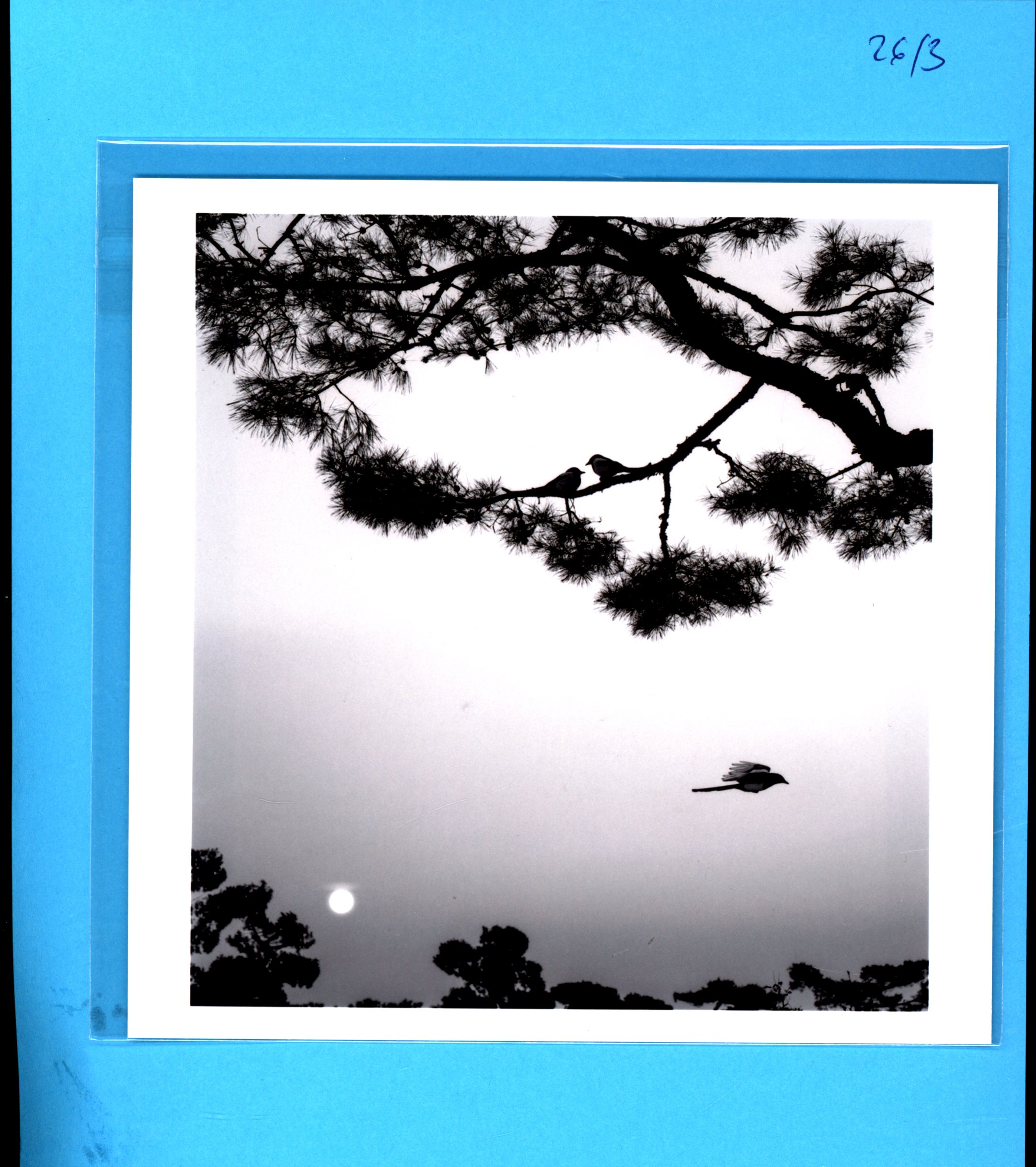 Pentti Sammallahti, Magpies South Corea 2016 