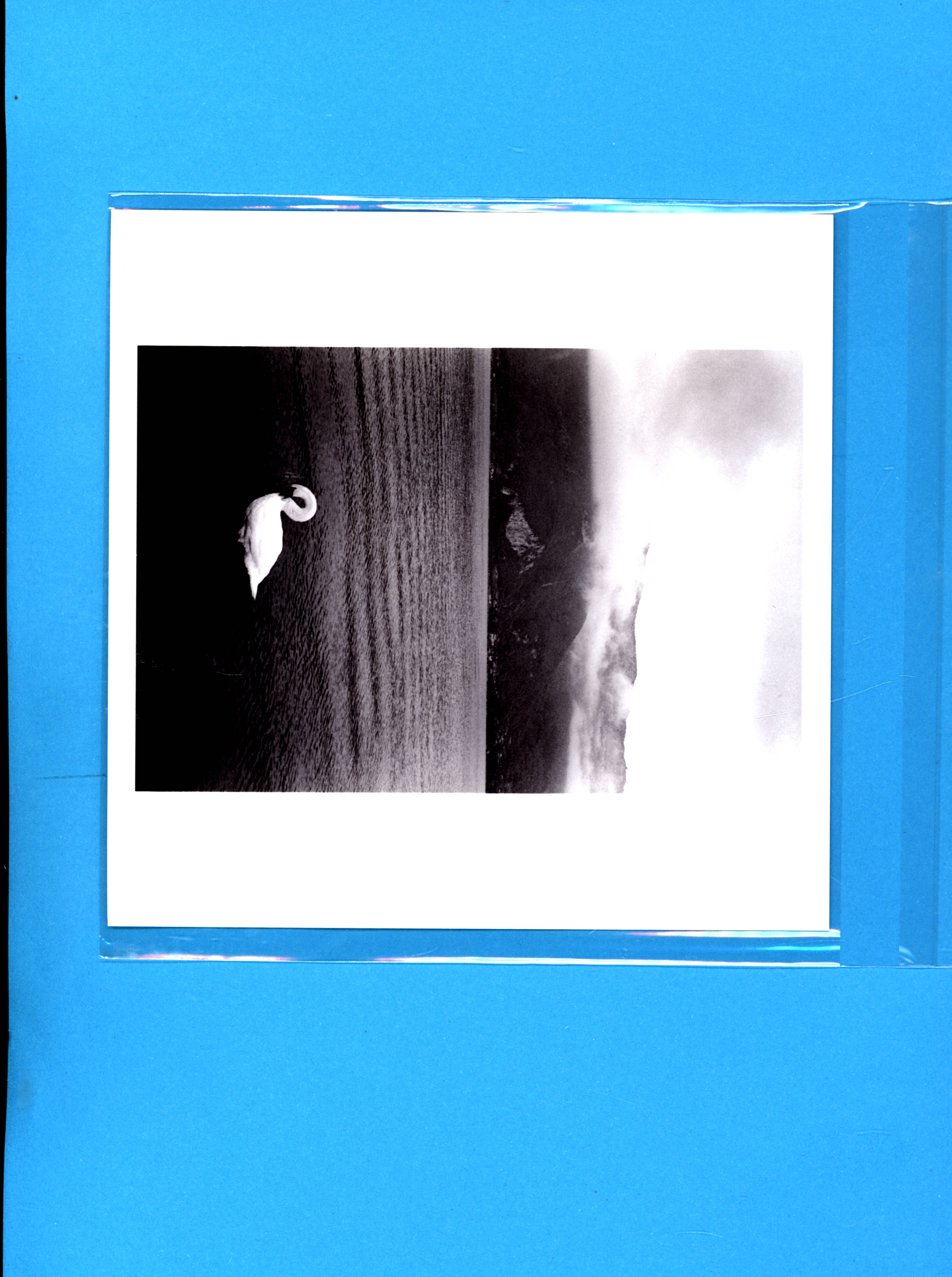 Erich Hartmann, swan on lake 1979 