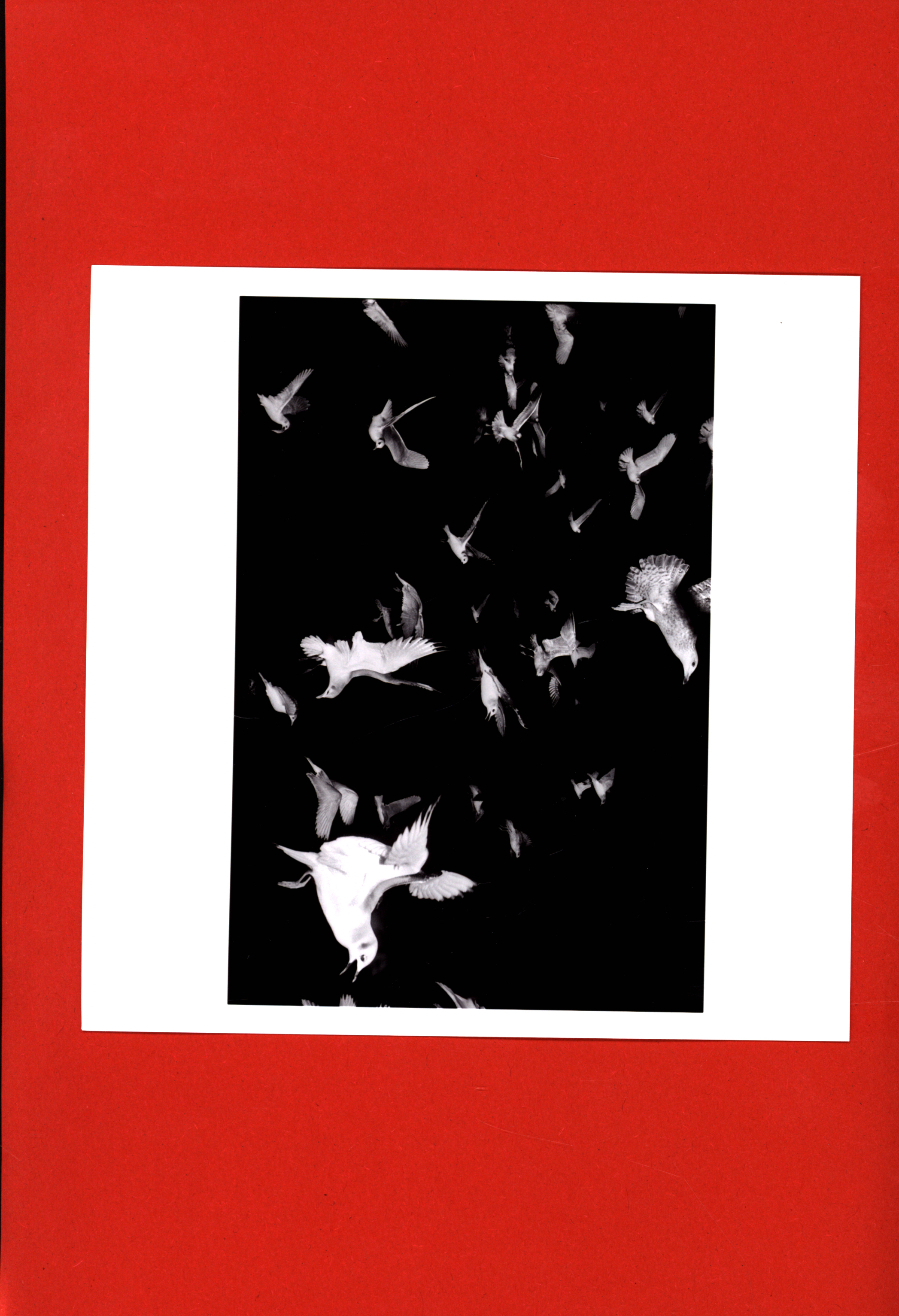 Jean Gaumy, Seagulls flying past th efrench trawler